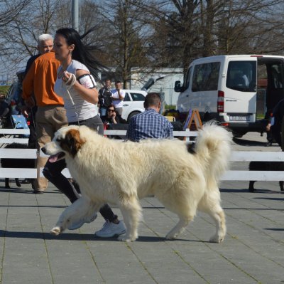 Tornjaci obitelji Kelemenić sjaje na svjetskim izložbama pasa