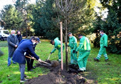 Rotary Club Varaždin sadnjom drva prijateljstva obilježio 90. godišnjicu