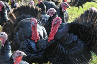 Na farmi u Koprivničko-križevačkoj županiji potvrđena ptičja gripa