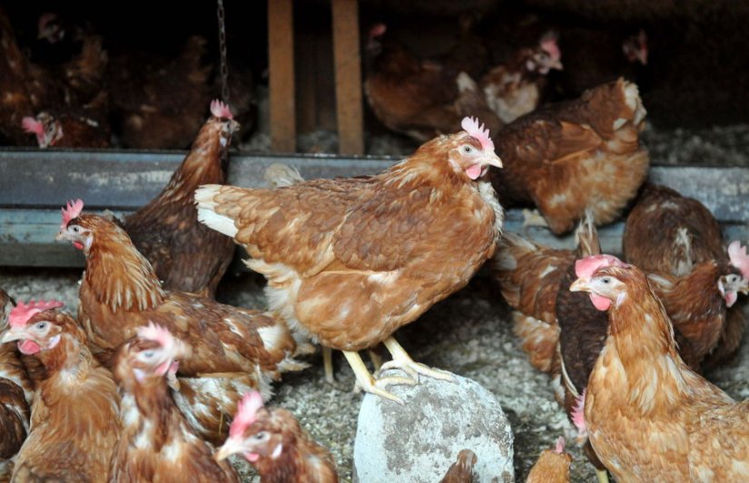 Zbog pojave ptičje gripe u Hrvatskoj, ministarstvo podsjeća na obaveze uzgajivača peradi