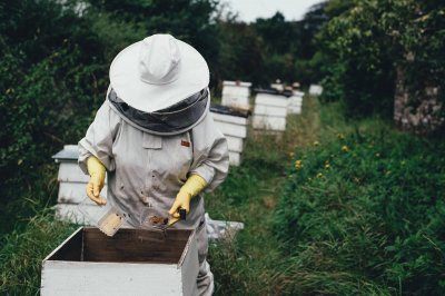 Isplaćeno milijun kuna za saniranje štete pčelarima iz Međimurske županije