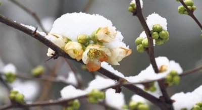 Gradu Lepoglavi dodijeljeno 15.022 kn za uklanjanje i ublažavanje šteta nastalih od mraza