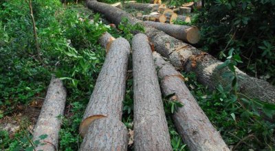 Podignuta optužnica: Iz šume pokraj Novog Marofa ukrao 95 stabala