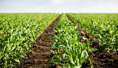 Poljoprivredna proizvodnja narasla za 7%, a vrijednost dohotka za 14%