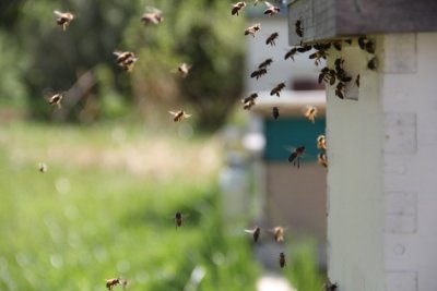 Pčelari upozoravaju na opasnost od pomora pčela u Varaždinskoj županiji
