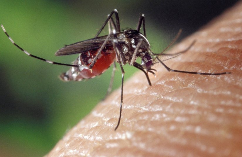 GORNJI KNEGINEC Novi termin zaprašivanja komaraca je 21. lipnja
