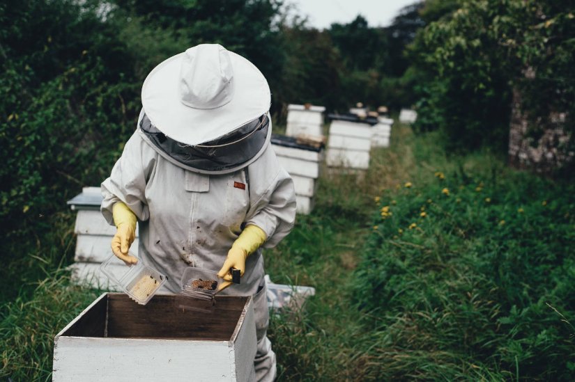 Program potpore pčelarima vrijedan 3 milijuna kuna u e-savjetovanju