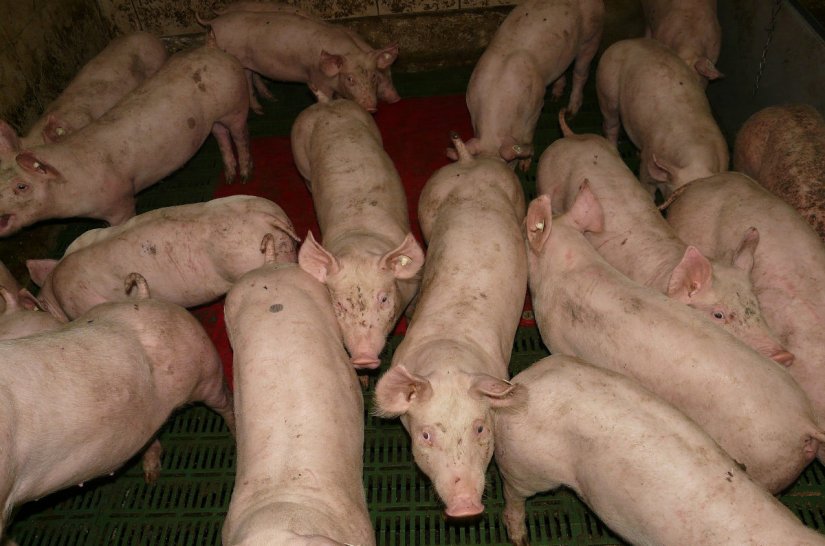 Iz prodaje se povlači dopunska krmna smjesa za svinje proizvođača iz Petrijanca