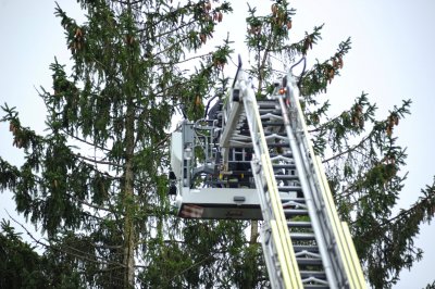 FOTO Mačka zapela visoko na drvu, vatrogasci izašli na teren da je skinu