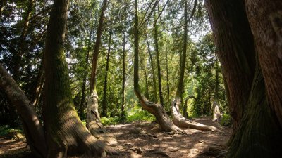 VIDEO Arboretum Opeka - glasujte za Kapelicu za Hrvatsko stablo godine 2021.