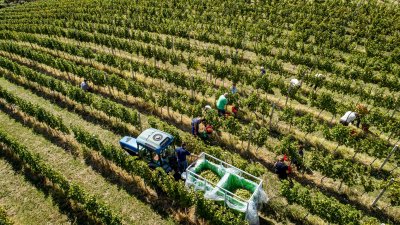 Veselje u vinogradima na jugu Varaždinske županije: održana treća „Županijska berba“