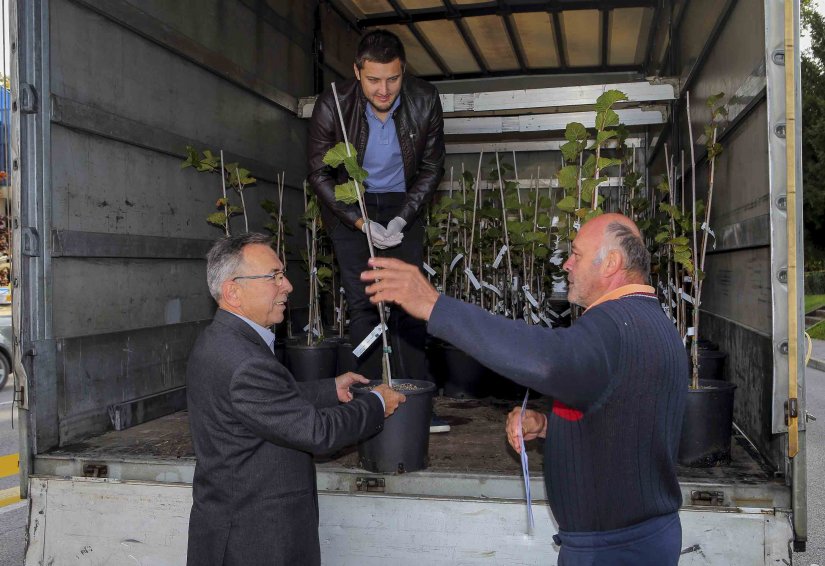 Ivančani pohrlili na prijavu za besplatne klonove ivanečke lipe