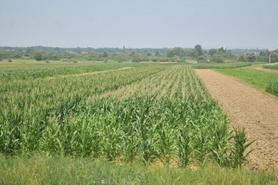 Kombajnom pobrao i otuđio oko 4 tone kukuruza između Kapele Podravske i Velikog Bukovca