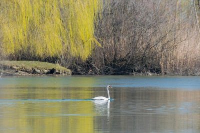 Ptičja gripa u Varaždinskoj županiji: zaražen uginuli labud s Varaždinskog jezera