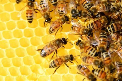 U Županijskoj palači udruga &quot;Pčelarstvo online&quot; organizira predavanje o bolestima pčela