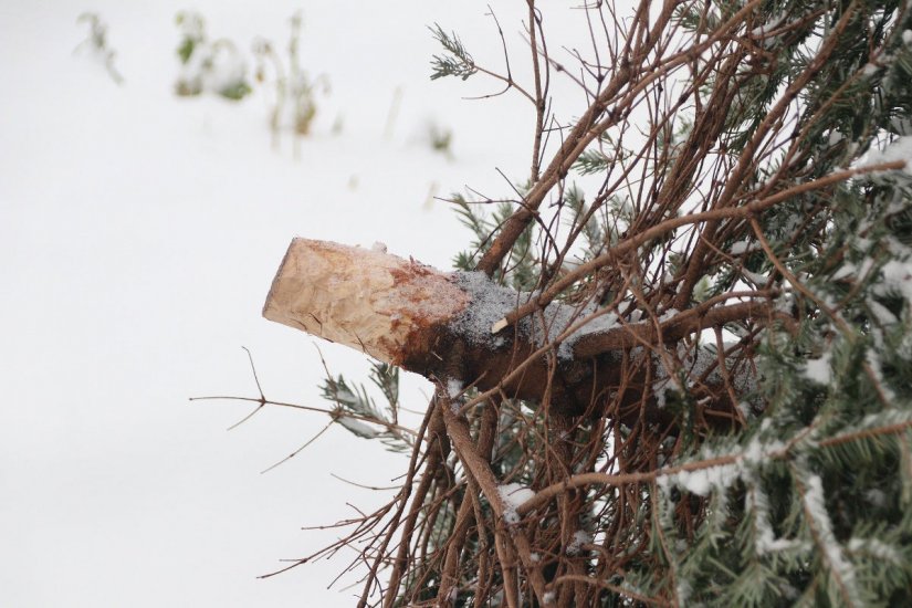 Općina Sračinec organizira prikupljanje otpadnih božićnih drvca