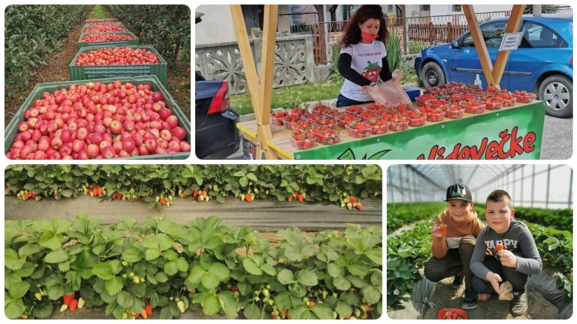 OPG TOMICA CAFUK Poljoprivredno gospodarstvo iz Vidovca najveći je proizvođač jagoda u županiji