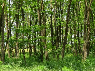 U Čičkovini nepoznati počinitelj srušio i otuđio desetak stabala bagrema