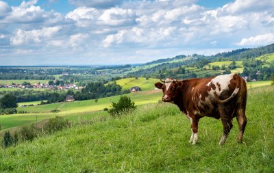 Otvoreno e-savjetovanje: 3 milijuna kuna za potpore županijskim programima za mliječno govedarstvo