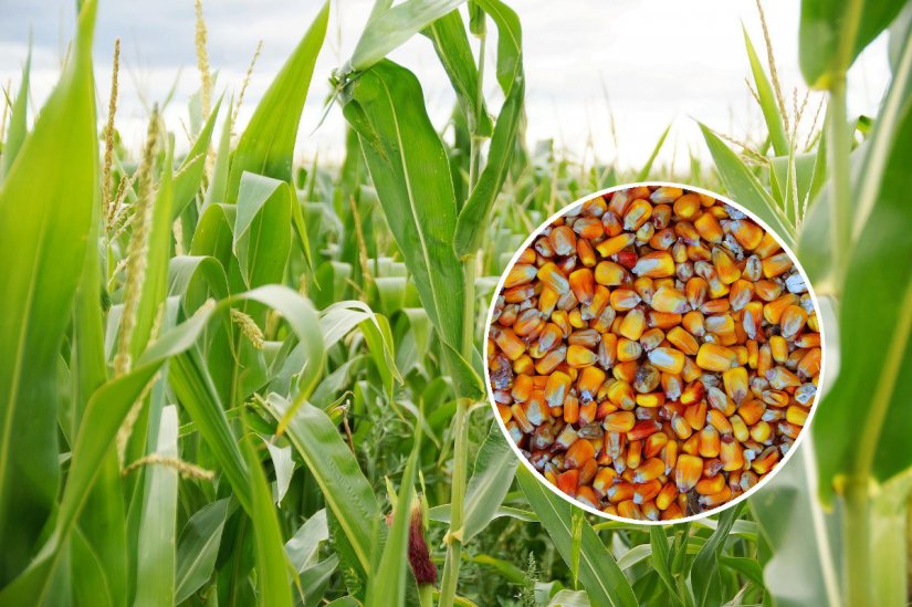 Europska komisija odobrila milijun eura potpore hrvatskim proizvođačima sjemenskog kukuruza