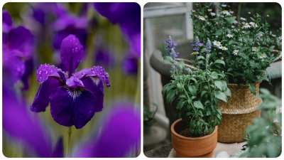 U biljke koje dobro podnose sušu ubrajamo buddleju, lavandu, ružmarin, iris, salviju te sedum