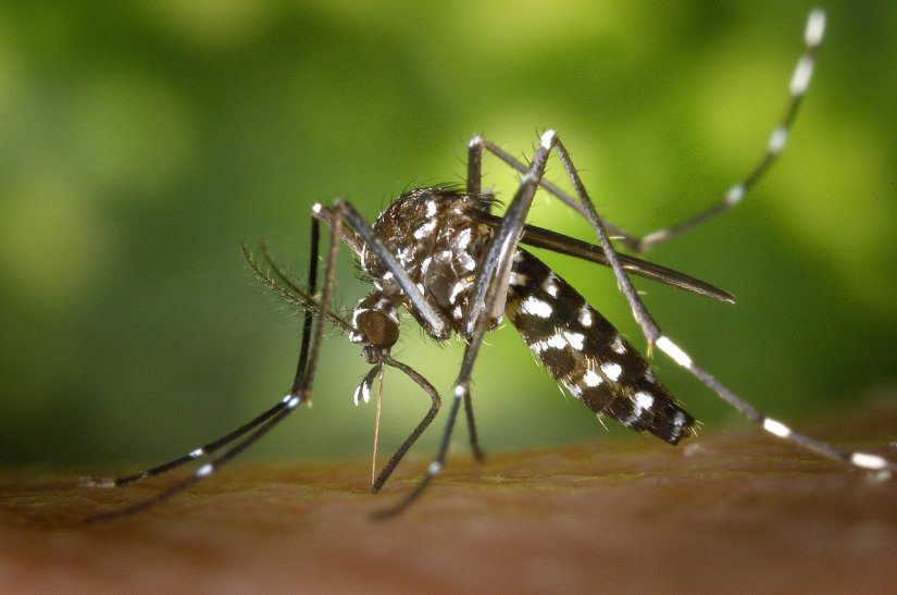 Počinje zaprašivanje komaraca na području Grada Varaždina, objavljeni detalji