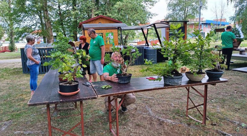 Aktivno ljeto ludbreške udruge &quot;Sjeverozapad&quot; koja okuplja bonsai entuzijaste
