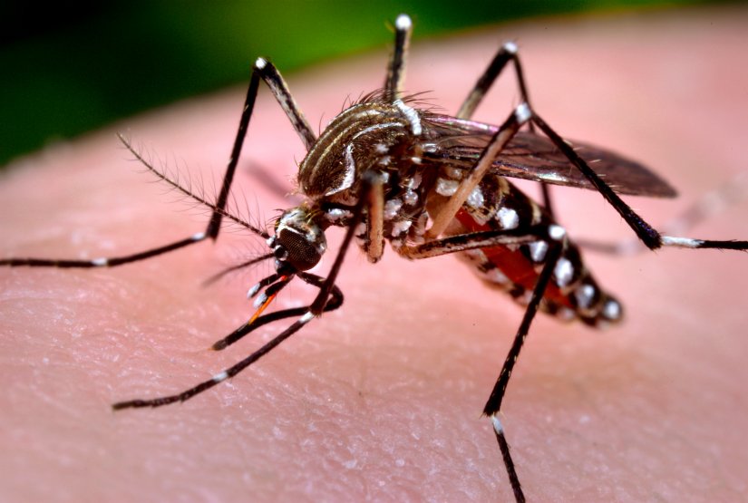 Najavljeno ponovo zaprašivanje komaraca u Varaždinu za 16., 17. i 18. kolovoza