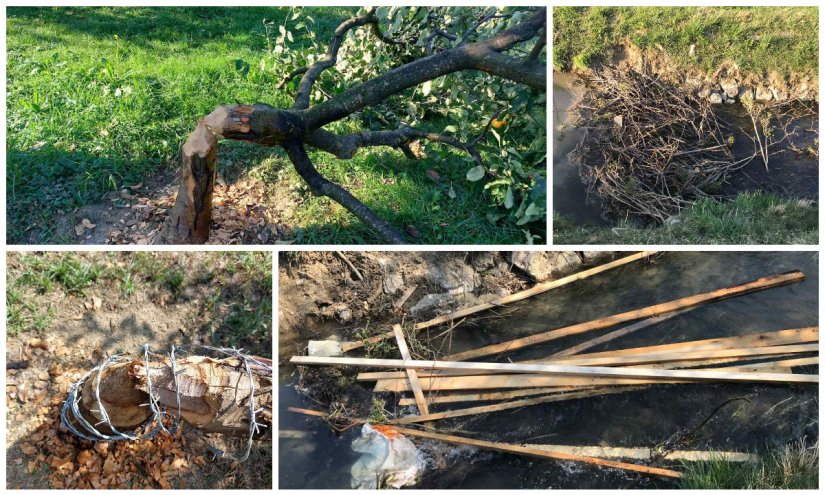 NOVI MAROF Problemi s dabrovima: Uništavaju voćnjake, a odnijeli i letve s gradilišta