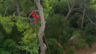 VIDEO Maleni mačić zapeo visoko na stablu, HGSS krenuo u akciju spašavanja