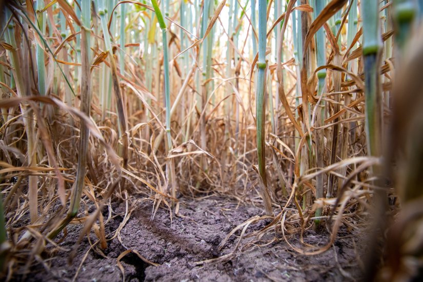 U tijeku isplata prvih 33 milijuna kuna pomoći poljoprivrednicima za štete od suše