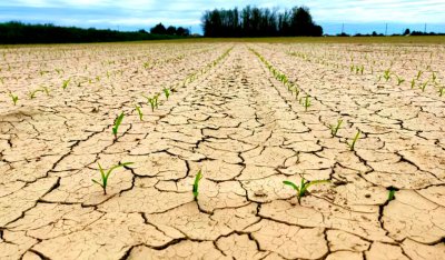 Samo jednoj općini u županiji isplaćena šteta od suše