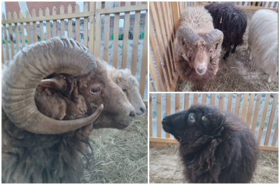 FOTO Izložba malih životinja: &quot;U Austriji jedu patuljaste ovce, mi ih imamo kao kosilice&quot;