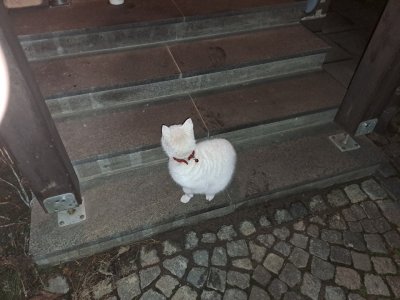 FOTO Traži se vlasnik bijele mačke koja se od jučer nalazi u Preloškoj ulici na Banfici!