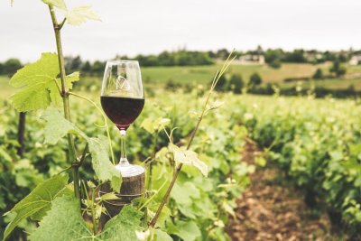 Udruga vinogradara i vinara Jalžabeta: Nikola Novosel novi, a Stanko Crnko počasni predsjednik
