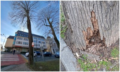 Parkovi danas rade na uklanjanju opasnog stabla lipe uz rub šetališta Vatroslava Jagića