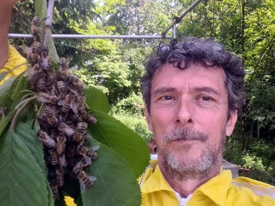 Počinje sezona rojenja pčela: Tko i gdje smije “hvatati” rojeve?
