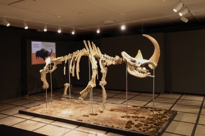 Srijeda u muzeju: Vunasti nosorog Erika na posjetu u Sisku