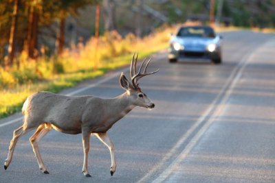 Vozači, oprez: sve više naleta na divljač, no što ako naletite na domaću životinju?