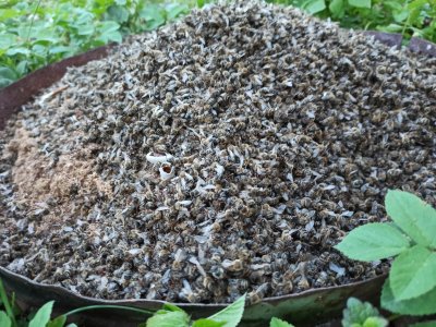 Masovni pomor pčela: Nadoknada štete nije rješenje, krivca treba objaviti i pošteno kazniti!