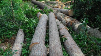 Iz šume na Grintavom brijegu ukradena stabla, u Bednji lopov ukrao karticu 87-godišnjaku