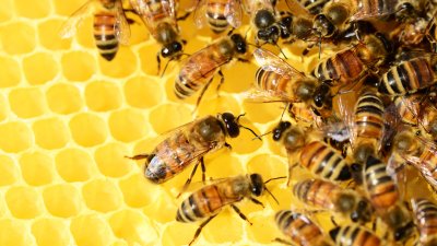 Grad Novi Marof daje potpore za očuvanje pčelinjeg fonda