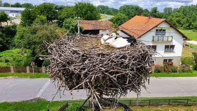 Obišli gnijezda bijelih roda: Zašto je ove godine manje izlegnutih ptića?