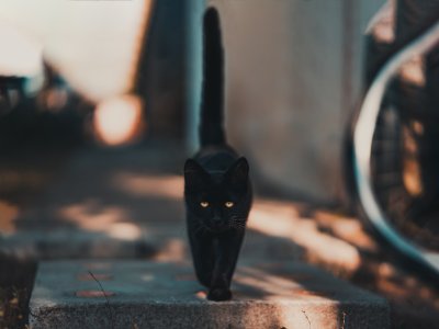 Okreni praznovjerje naopačke: Udomi crne mačke!