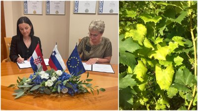 Suradnja Hrvatske i Slovenije: Ministrice poljoprivrede razgovarale i o zlatnoj žutici