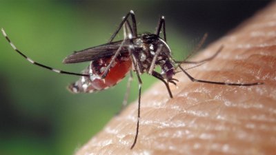 NOVI MAROF Akcija suzbijanja komaraca