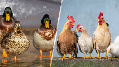 Iste noći ukradeno 16 patki i 14 kokoši u Jalžabetu
