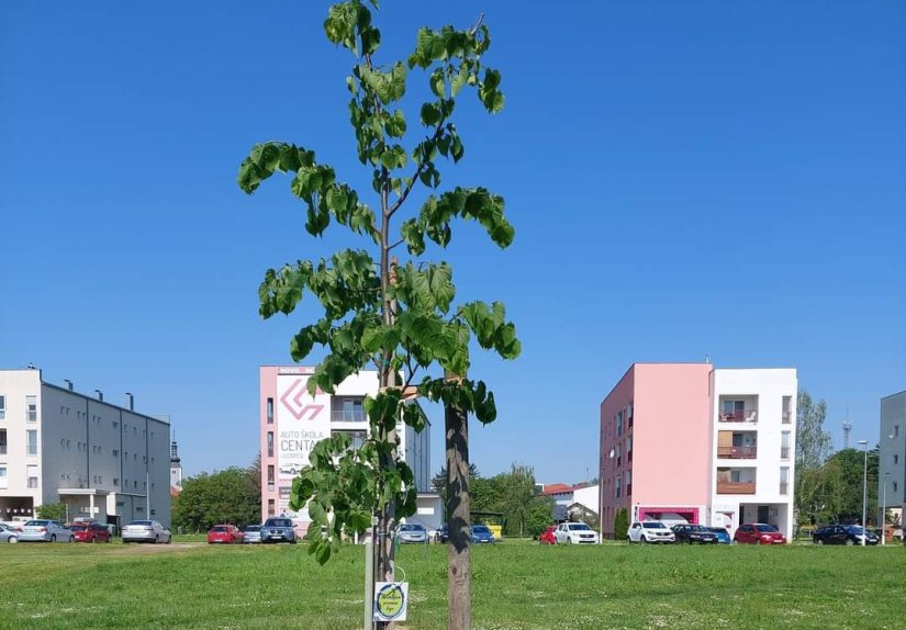 Ludbreg diše zeleno: Za Međunarodni dan sadnje drveta posadili mlado drveće
