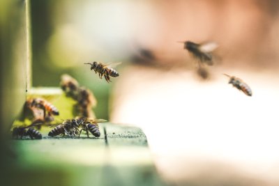 Loša godina za pčelare: Grad Ivanec pomaže sa 10 eura po košnici