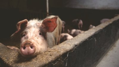 SVINJSKA KUGA Polovica svinja u županiji morat će se zaklati do 30. studenoga